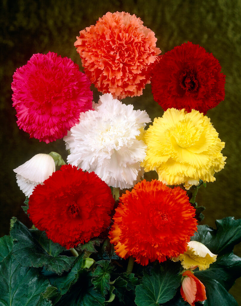 Begonia Fimbriata Blandet 3-pakning